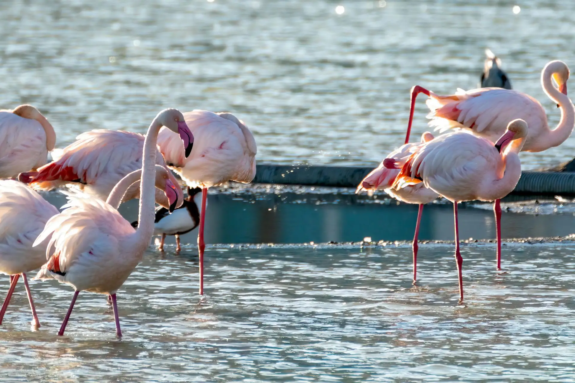Birdwatching in Sardegna (Fenicotteri Rosa) - Birdwatching in Sardinia (Pink Flamingos)